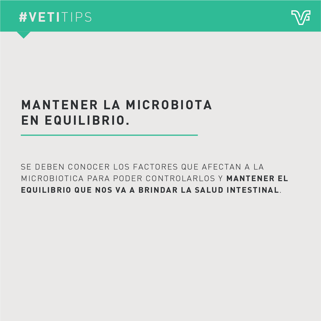 vetifarma's tweet photo. #VetiTips – Medidas para mejorar la salud intestinal
Dada la prohibición del uso de antibióticos se debe trabajar en salud intestinal, logrando un equilibrio de la flora que evite el desarrollo de patógenos en el aparato digestivo, https://t.co/junRAKdorc