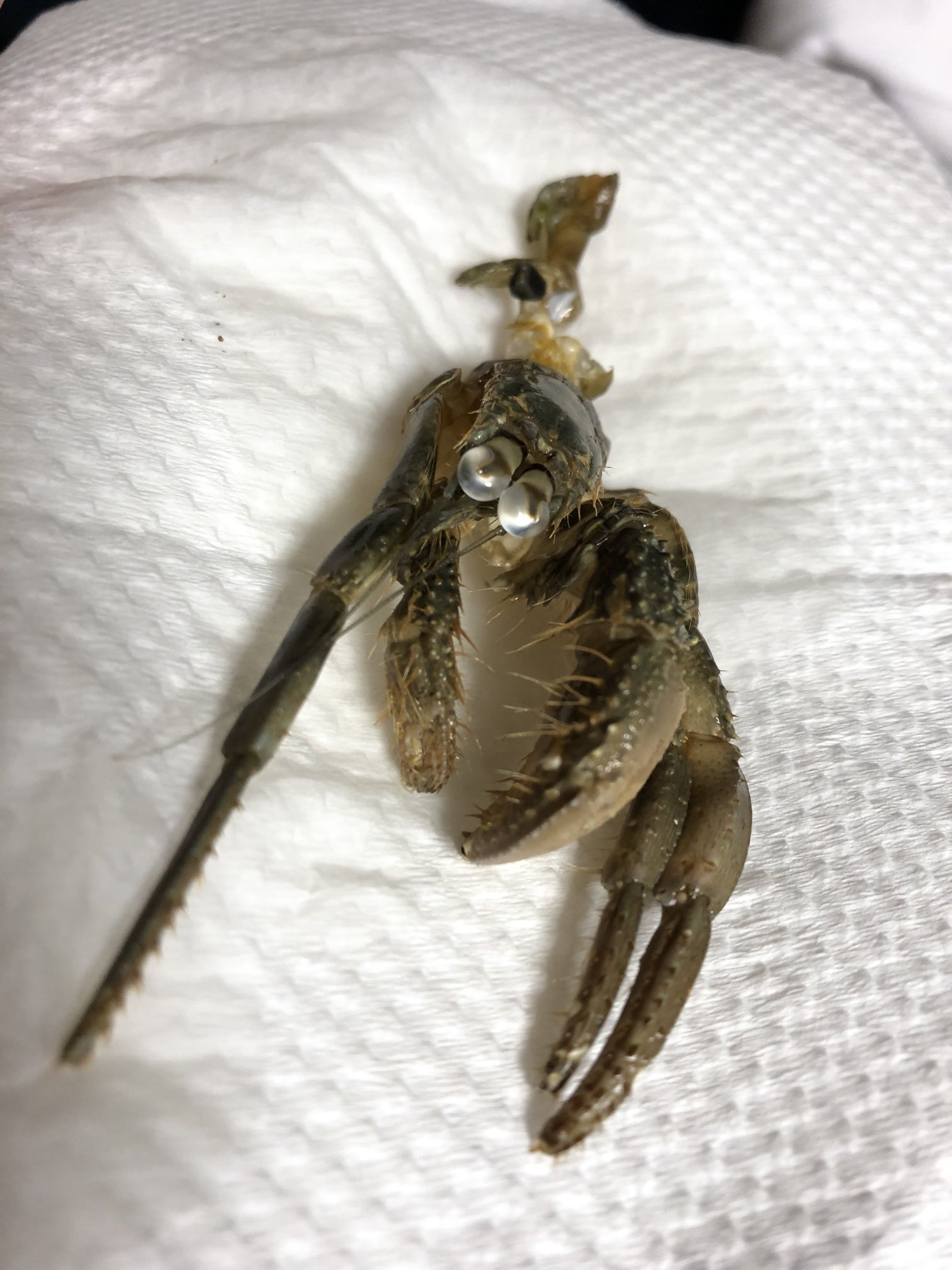 からっぱちゃん カブトヤドカリが脱皮した 抜け殻まで可愛い 目が大きくて可愛い 砂を掘ってる姿が犬みたいで可愛い 黄緑の犬みたい カブトヤドカリ 脱皮後 T Co Vfwj8mijr8 Twitter