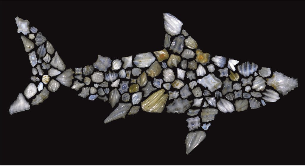 react_magazine's tweet photo. Daily briefing: Microfossils reveal mysterious shark die-off https://t.co/OPojCktR4M via @NatureNV https://t.co/ejCzaeoLG6