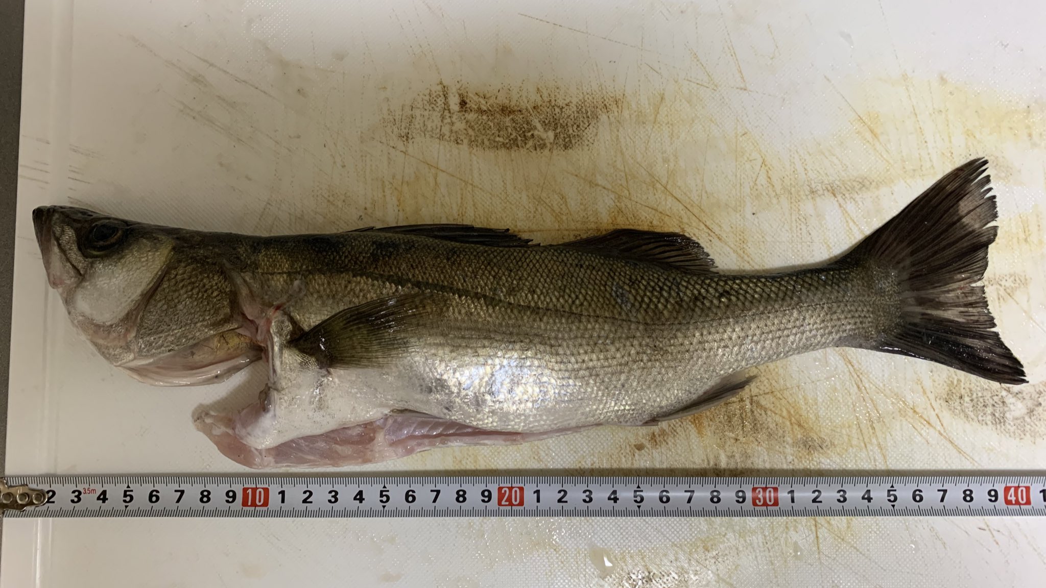 Yaesen 青物不発の為 リバーチニング いや君じゃない笑笑 アジングロッドでフロロ3lb はヒヤヒヤでした リバーチニング チニング 実は本命メッキだったり 青物不発 お見上げを釣る T Co Fukbhetxm3 Twitter