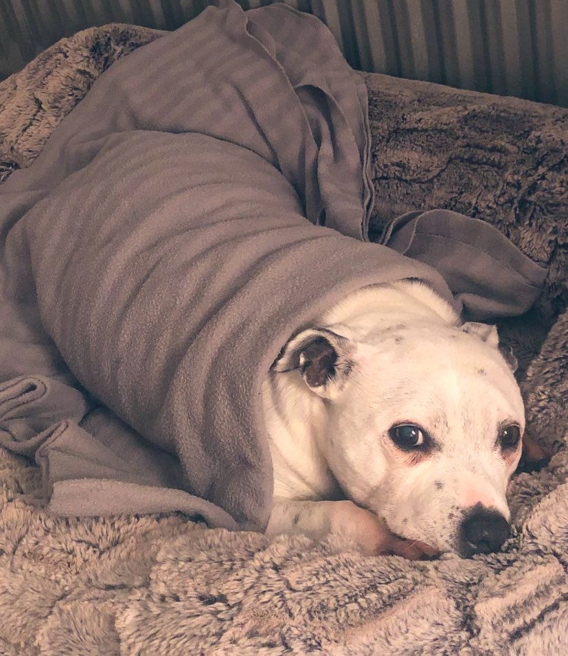 stewatson1985's tweet photo. Today I said goodbye to my beautiful little girl, she was by my side for 16 amazing years. I will miss you and love you forever 💔 https://t.co/heka1CAwsf