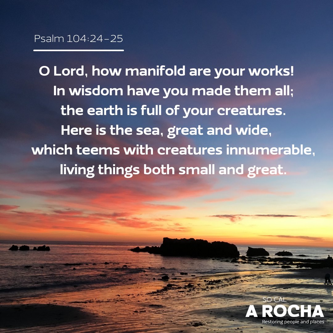 SoCalARocha's tweet photo. Happy #WorldOceansDay!

Covering 70% of earth, oceans are home to most of earth’s biodiversity. Let us celebrate and protect the remarkable ocean creatures God has made! Learn more about @ARochaUSA's marine conservation program here: https://t.co/8r8ZsJ1Cx2 https://t.co/QSZlJmuuwX