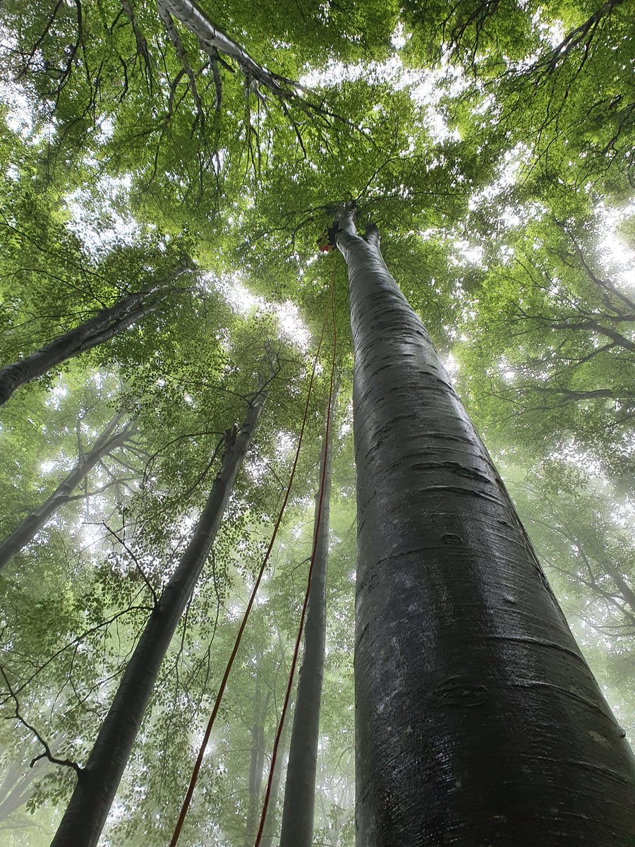catalinamunte's tweet photo. Excited to kick off a new academic adventure @UniFreiburg in the #ConFoBi project on #conservation of #forest #biodiversity in Multiple-Use #Landscapes with an inspiring group of people! https://t.co/GQoNzp4O2F
