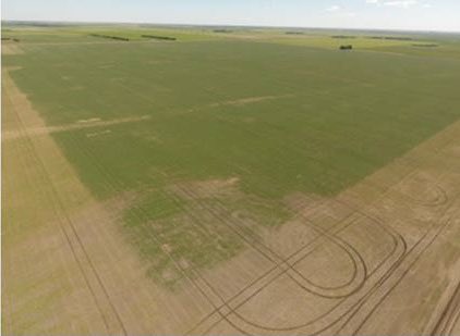 MarinaGampe__'s tweet photo. Results from not cleaning out your sprayer. Know your chem groups and know how to #tankmix and #mixitup safely and effectively! @Bayer4CropsCA https://t.co/FURT56OMIV