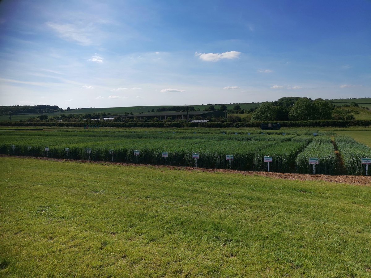 Walnes Seeds tweet media