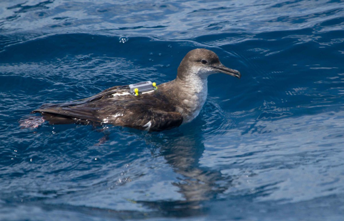 Positive story for #WorldOceansDay: Balearic shearwater captured &amp; GPS-tagged off Barcelona, ringed as adult 1986!!! Over 37 yrs avoiding multiple threats for this Critically Endangered seabird!!! <a href="/SEO_BirdLife/">SEO/BirdLife</a> <a href="/BirdLifeEurope/">BirdLife Europe & Central Asia</a> Thanks <a href="/GOBMallorca/">GOB Mallorca</a> <a href="/ICOcells/">ICOcells</a> for ringing record.