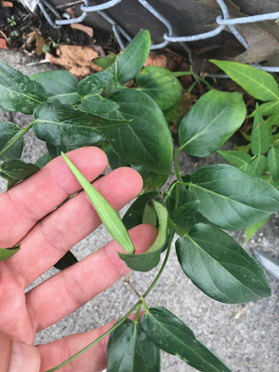 SomervilleCity's tweet photo. Here's some things to know about black swallow wort:

1. We've got it.
2. It threatens butterflies, birds and mammals.
3. You can help stop its spread.

Here's how: https://t.co/0QCovlFirw https://t.co/60kn7Rwo8Q