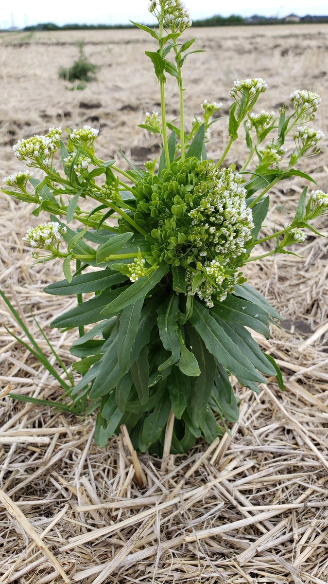 TylerWist1's tweet photo. Hello. I'm a stinkweed. A biennial plant that might be a "green bridge" between years for the #asteryellows phytoplasma spread by aster #leafhoppers. Today, I might have proved @TylerWist1 's theory on #NationalInsectDay @westerngrains @SKAgriculture @SaskCanola #GCInsect https://t.co/5le23Grllu