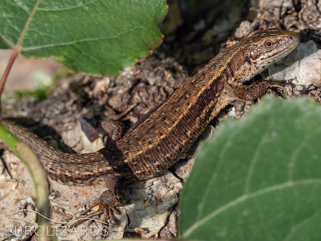 Behavioral Ecology tweet media