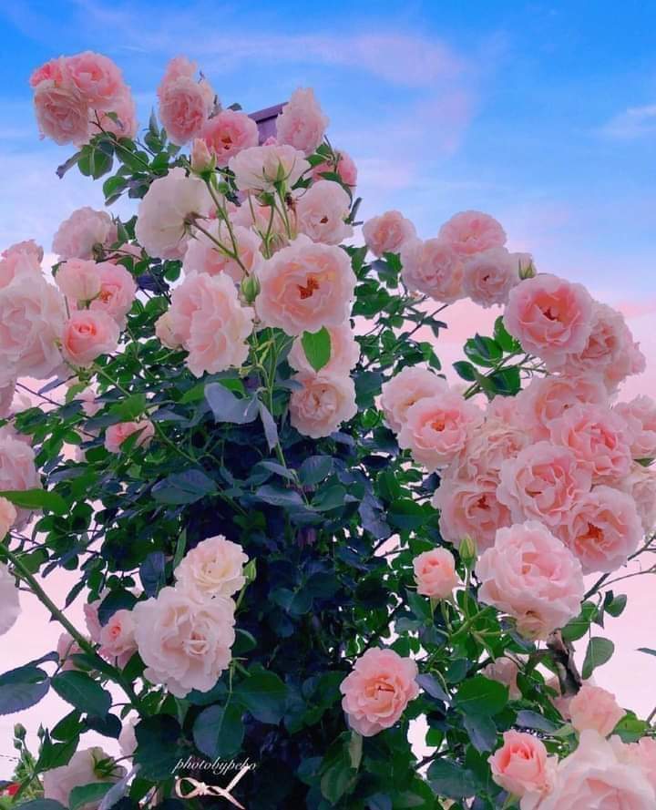 amola (@lala11765936) on Twitter photo 