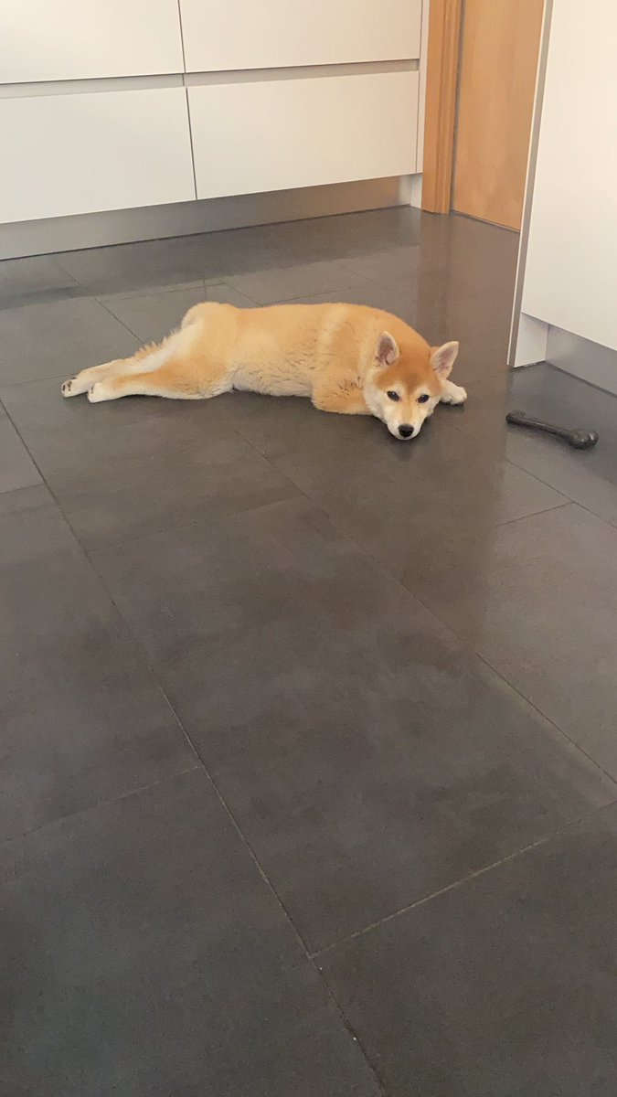 BpNereea's tweet photo. encontrarme a este ser en cada parte de mi casa me pone feliz al instante https://t.co/wEfidRsrBp
