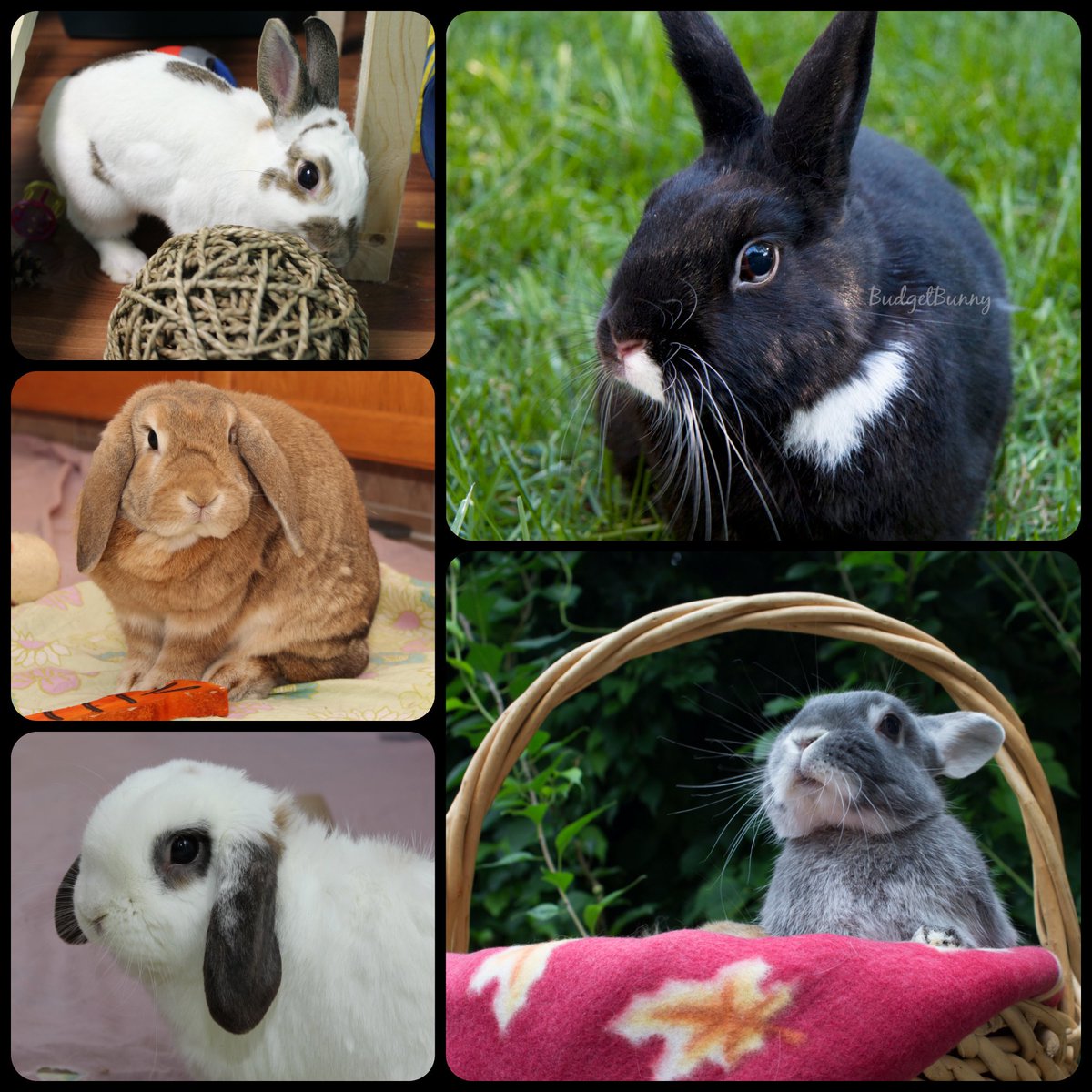 BudgetBunny's tweet photo. #WorldPetMemorialDay How lucky we've been to have known these five precious souls. 🥰

#rabbitlovers #bunnylife https://t.co/GmgT9ygHJ0