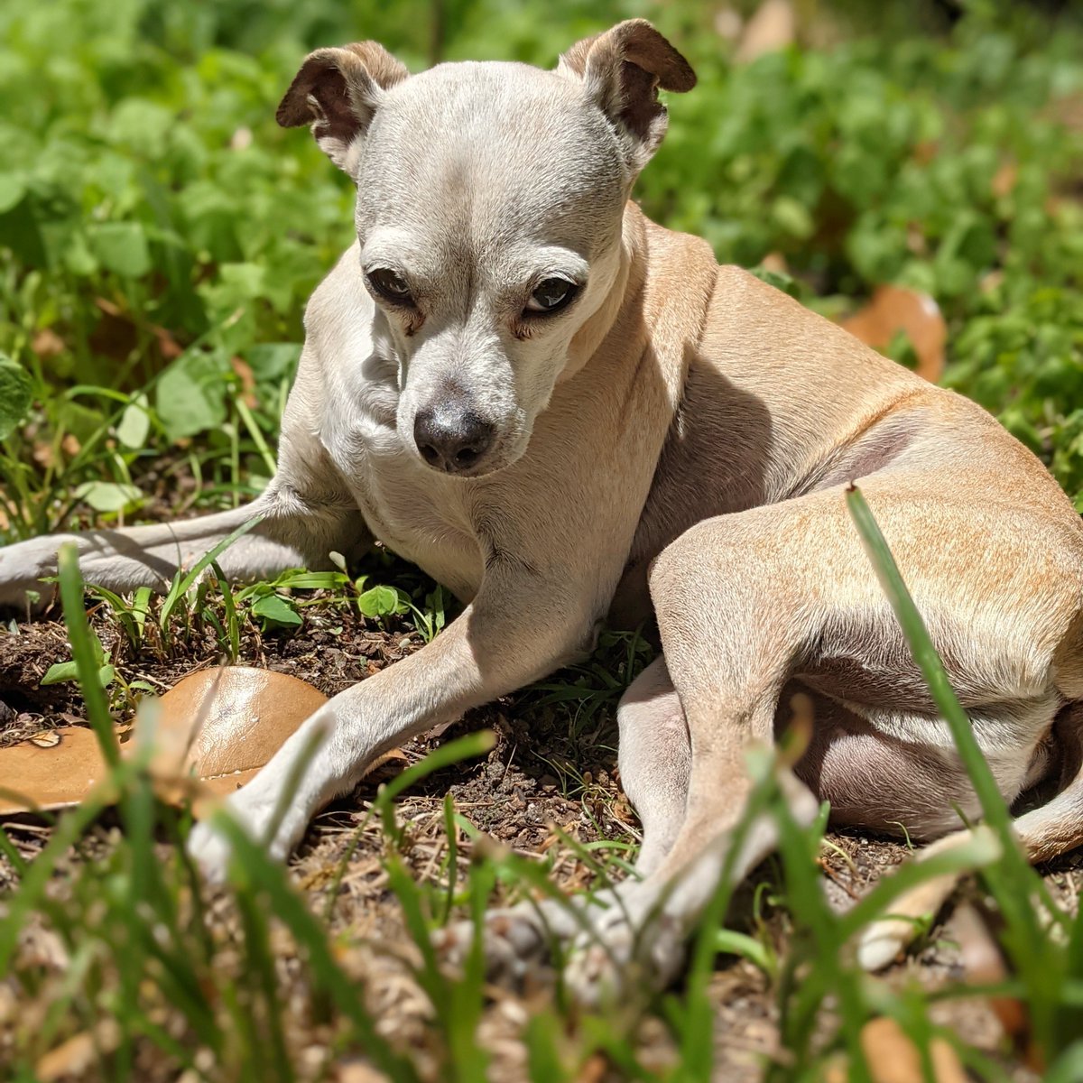 orangecresh's tweet image. 