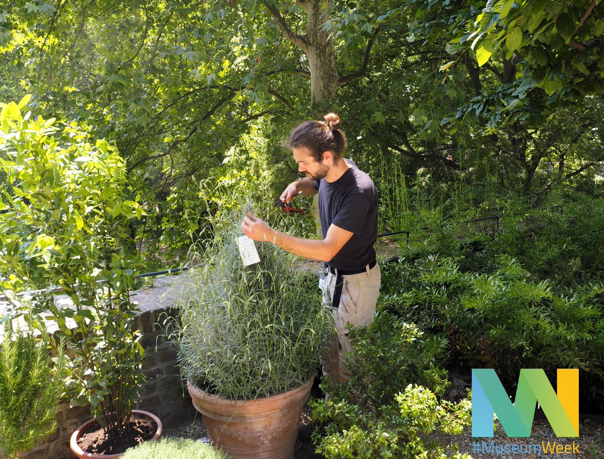 Concludiamo questa giornata #DietroLeQuinteMW insieme a Riccardo Lionello, giardiniere d'arte per giardini e parchi storici che si occupa quotidianamente della manutenzione della nostra area  verde🌳 Buona serata a tutti! #MuseumWeek #BehindTheScenesMW