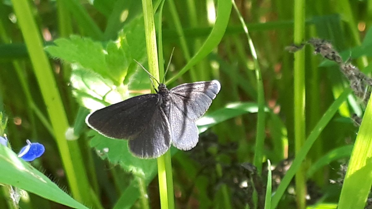 Lots of chimney sweeper moths on the wing at Whisby Nature Park today <a href="/LWTWildNews/">LWT Wild News</a> #30DaysWild