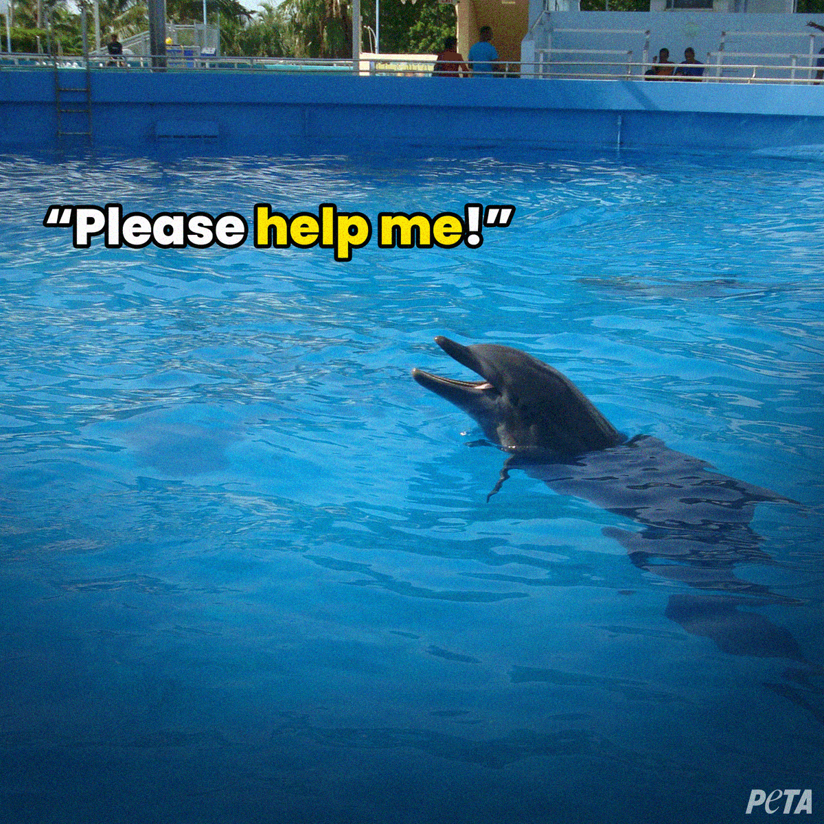 peta's tweet photo. They don’t belong in a tiny tank at @MiamiSeaquarium or any other abusement park.

Marine animals deserve to live in the ocean. #WorldOceansDay https://t.co/Hrc9iWhyDn