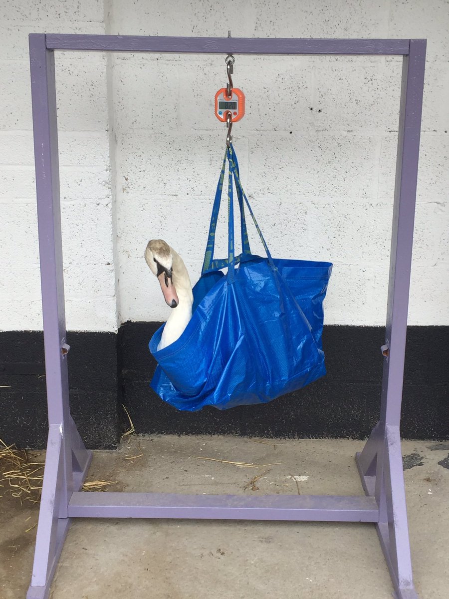 Weighing one of our young swans today with an essential piece of kit, <a href="/IKEAIE/">IKEA IRELAND</a> make the best swan containing handled holders 🦢