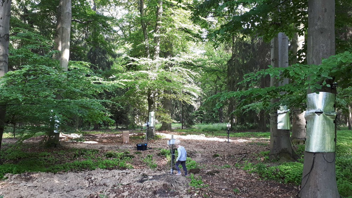 BoudaLab's tweet photo. We’re looking forward to adding minirhizotrons and stem psychrometers later this year to produce a detailed dataset describing #water flows and #fineroot demographics.
#model #data integration, here we come 😃 https://t.co/vH004Y1Ai3