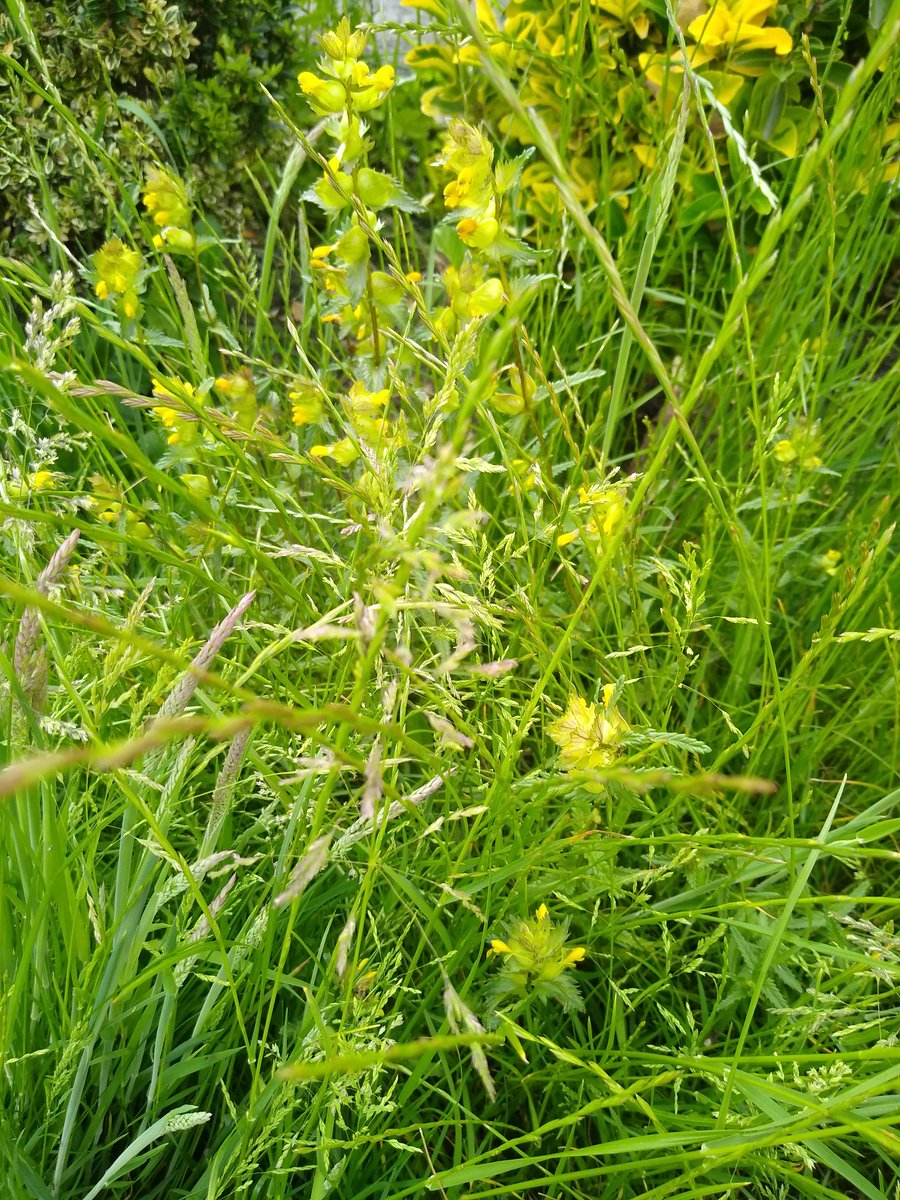I've got some yellow rattle coming through but it's surrounded by grass with seed. Should I do something about the grass or leave the rattle to fend for itself?
#wildflowers #meadows #wildflowerhour #yellowrattle #gardening