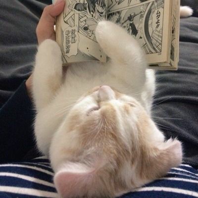 f9kitties's tweet image. Hii! this is a new acc dedicated to #FROMIS_9 as cat girls, pls rt to spread! thank you 🐈