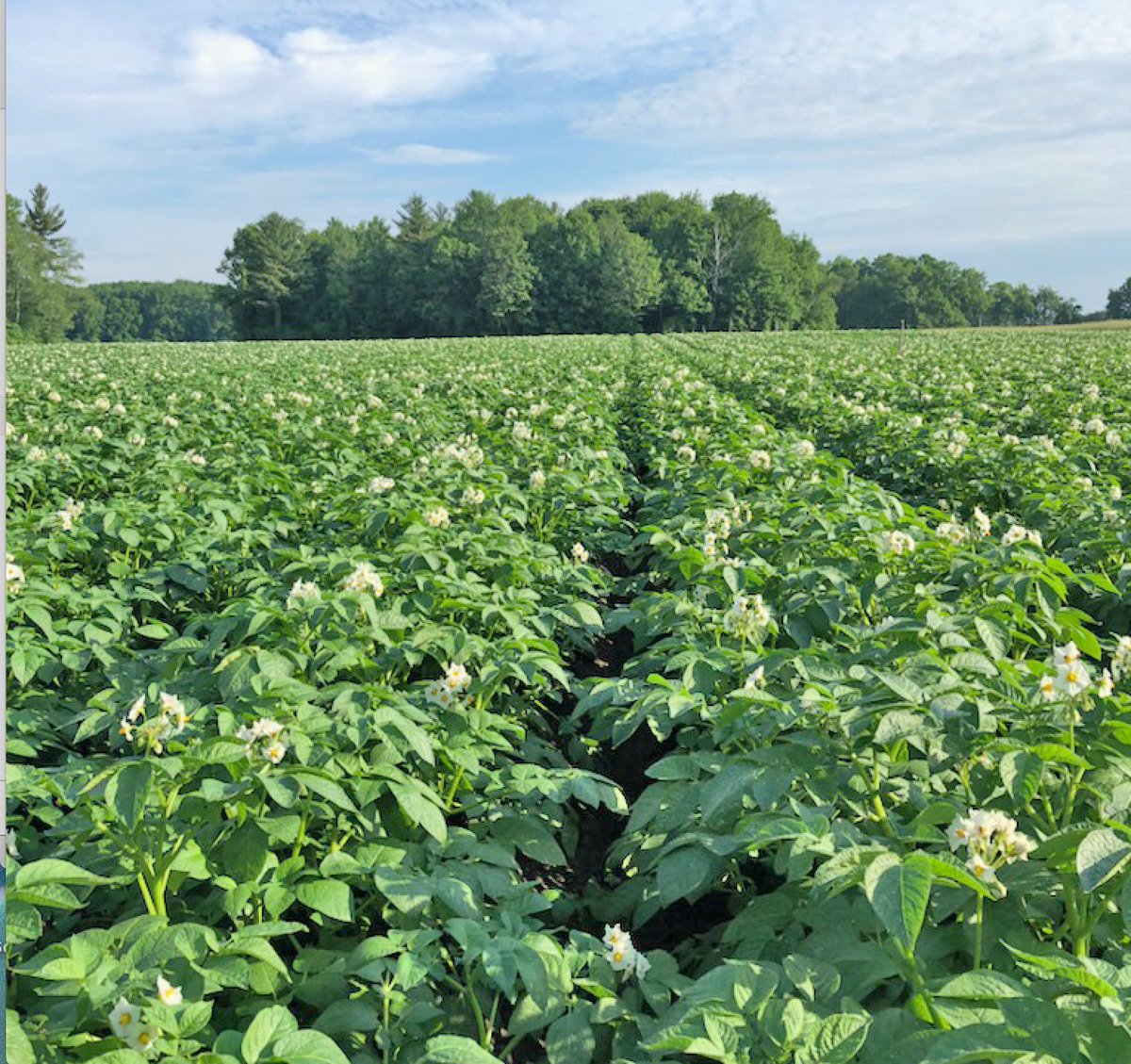 Beautiful early potato crop at Dave and Francine White’s farm just outside of Simcoe, ON Courtesy Eugenia Banks. #potatoes #LocalFoodWeek @growernews
