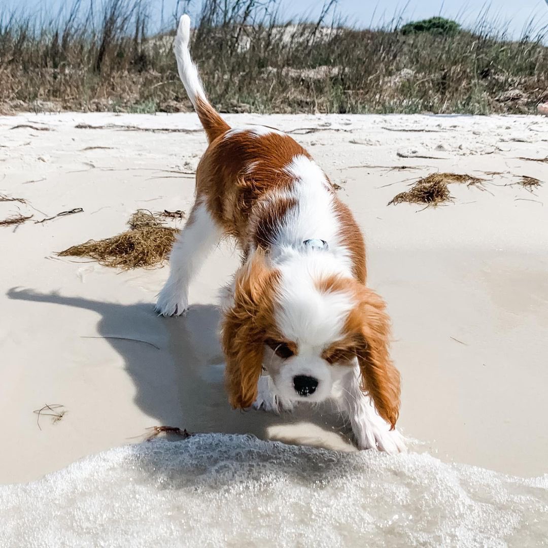 dog_rates's tweet photo. This is Tilly. Today was her first day at the beach. It was a little scary, but that’s okay, because she has @Trupanion to protect her, come shell or high water. 13/10 #partner https://t.co/7UvXjdzDns