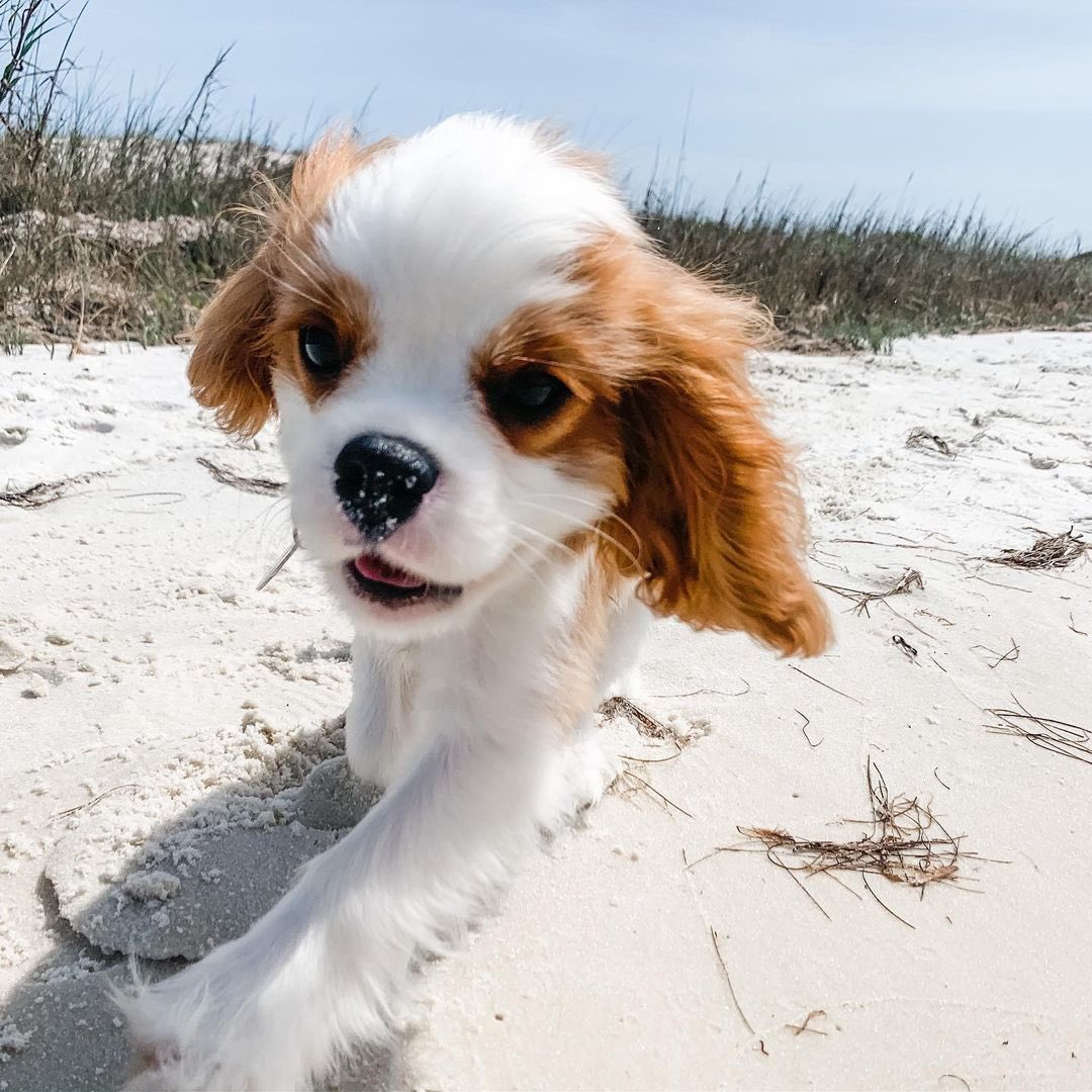 dog_rates's tweet photo. This is Tilly. Today was her first day at the beach. It was a little scary, but that’s okay, because she has @Trupanion to protect her, come shell or high water. 13/10 #partner https://t.co/7UvXjdzDns