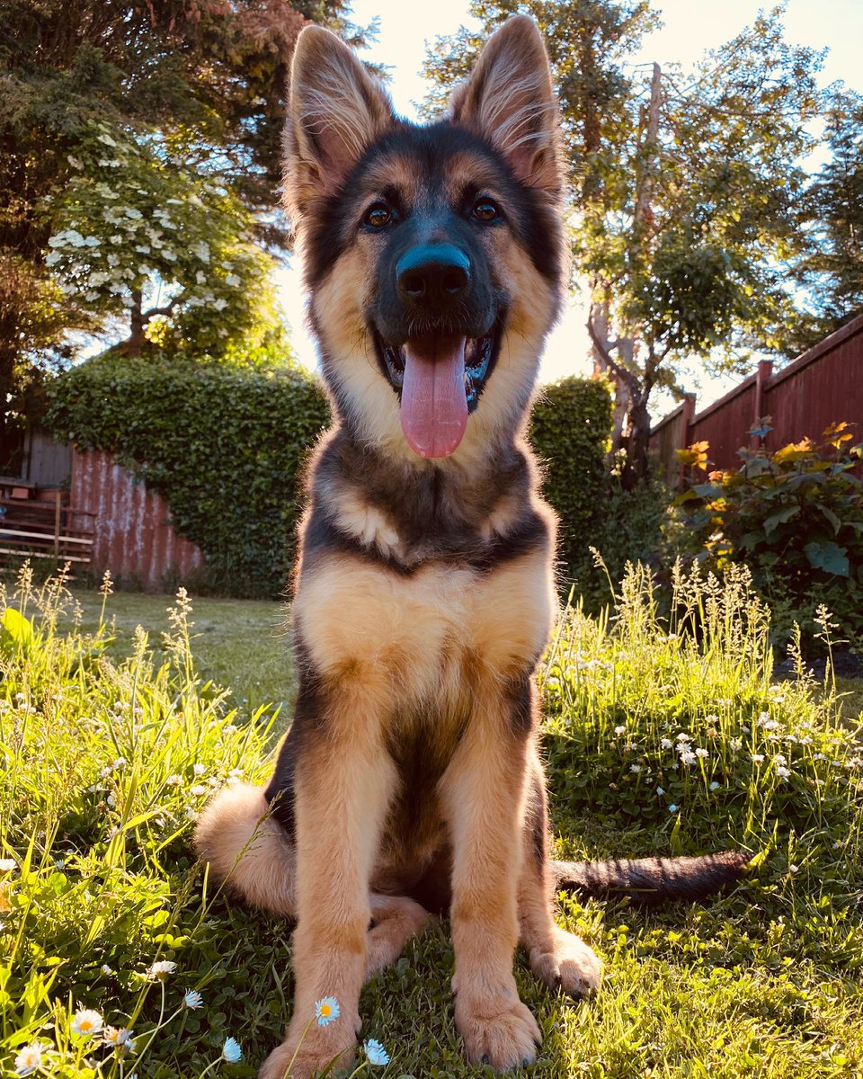alinevillermn's tweet photo. What a glorious pup ♥️ https://t.co/acUsh1rQnO