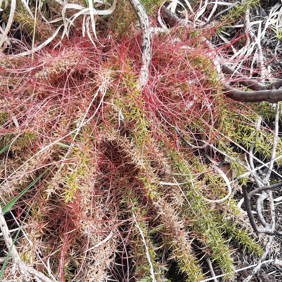DorsetForests's tweet photo. #DayOfTheTrifids 🤖 in the Dorset Forests, this parasitic plant called 'Dodder' is taking full advantage of the stressed Gorse &amp; Heather found on the #WarehamForestFire site
@ForestryEngland @DorsetHeaths @Love_plants 
📸 Mark Warn https://t.co/8x2CymjosZ