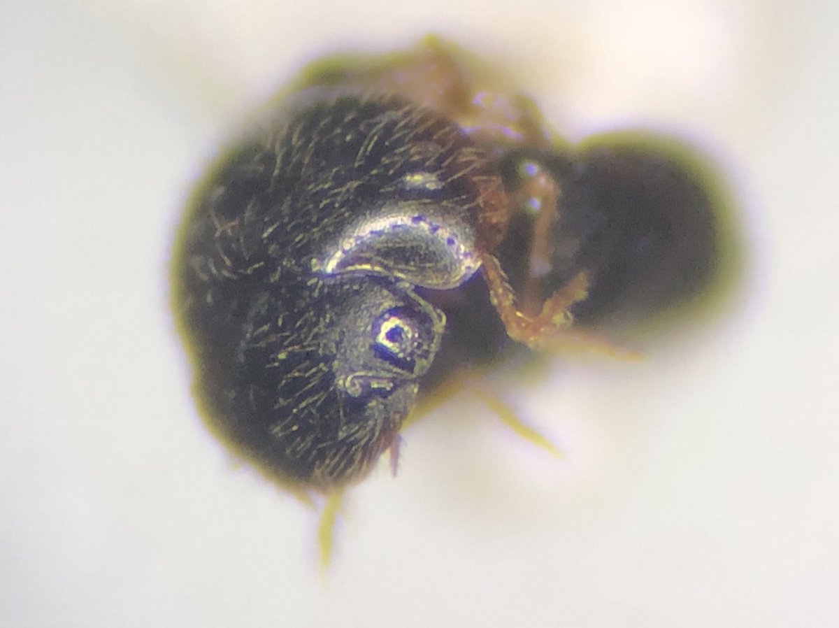 charneena's tweet photo. Show me all the tiny beetles for #NationalInsectDay This is “Minute Beetle” Clambus sp. ~1 mm long 🤩 #InsectPictureChallenge https://t.co/hL0G7iaL0Z