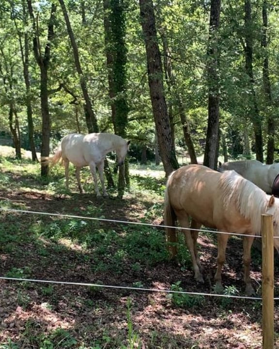 epiasabadell's tweet photo. COLÒNIES CICLE MITJÀ
Continuem amb les convivències i no parem de fer activitats! Excursions, jocs d’aigua, esports, gimcanes... ha estat un dia molt intens però ben aprofitat i amb ganes de seguir gaudint d’aquests dies!
#3RPRIPIASABADELL
#ESCOLAPIASABADELL https://t.co/MqmUmMXVd1