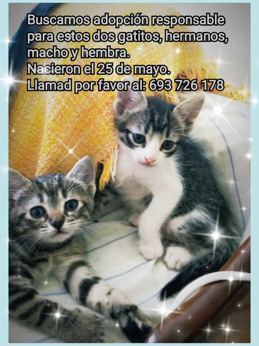 ileana16880946's tweet image. Adopción responsable Sevilla pero pueden viajar ! ❤️❤️