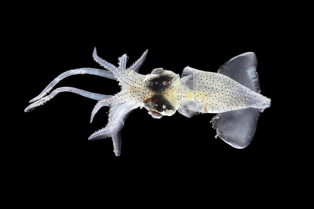 bioGraphic's tweet photo. Oceans make life—beautiful, diverse, wondrous life—on our planet possible. Happy #WorldOceansDay!

📷 @tonywu @SolvinZankl @octavioaburto https://t.co/vHVYLvLfYq