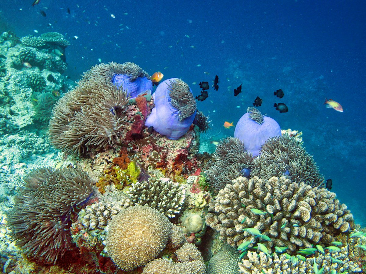 Today for #WorldOceansDay let's support <a href="/Surfrider/">Surfrider Foundation</a> who works for ocean conservation! I'm soon running 10km to raise funds for them: please help 👉alvarum.com/clairesolatges! I'll post a new picture for each donation. Here is the first one😀