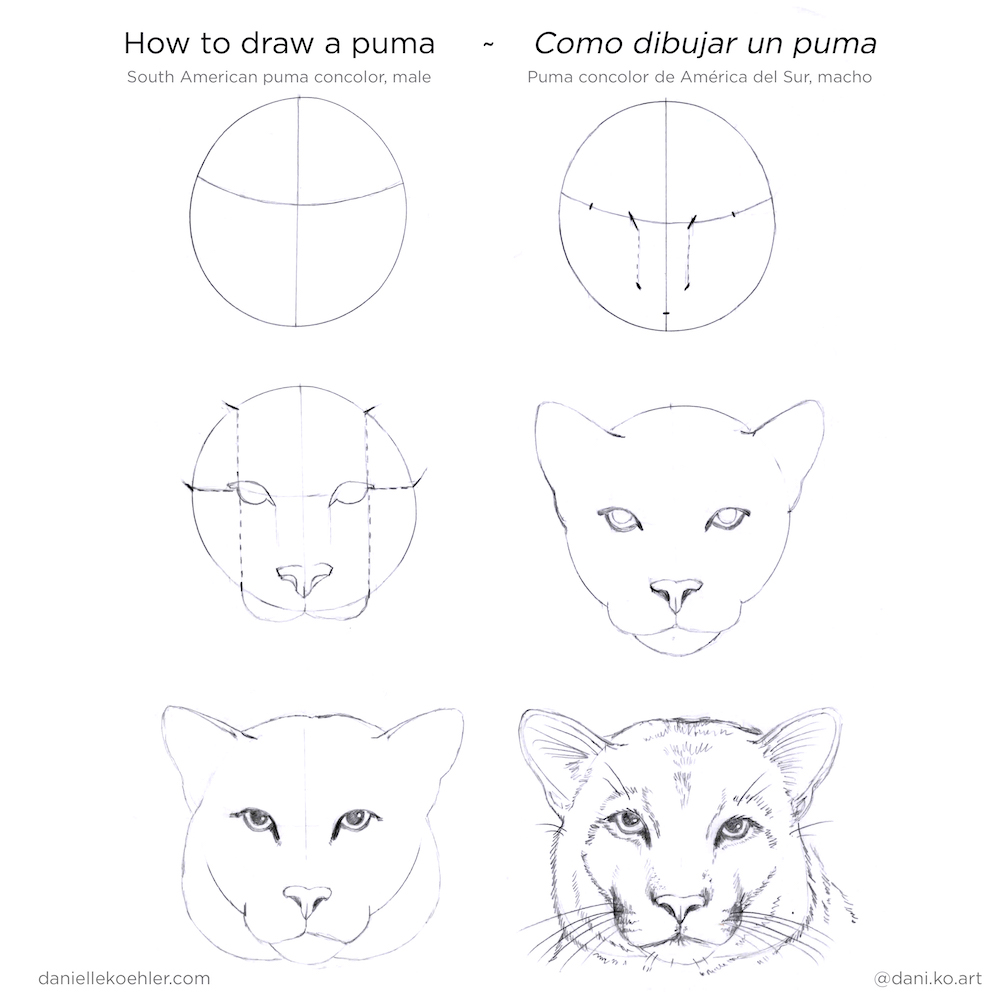 teatro enseñar Permanecer Danielle Koehler on Twitter: "Aprende cómo dibujar un puma concolor de  América del Sur! https://t.co/8q6oWJ2M1Y Learn how to draw a puma concolor  from South America! https://t.co/BZmnRcYbj0 https://t.co/yX6TkKUePs" /  Twitter