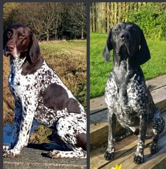 millypod1's tweet photo. 🆘7 JUNE 2021. #Lost #ScanMe  
Black &amp; White German Shorthaired Pointer Male
(Liver &amp; White 1 NOW HOME)
#BoltonPercy or #AppletonRoebuck #NorthYorkshire #YO23 
SIGHTINGS PLZ ☎️07738093025/ 07849054852
https://t.co/v70ZRxrglP https://t.co/zSfMeFCKhN