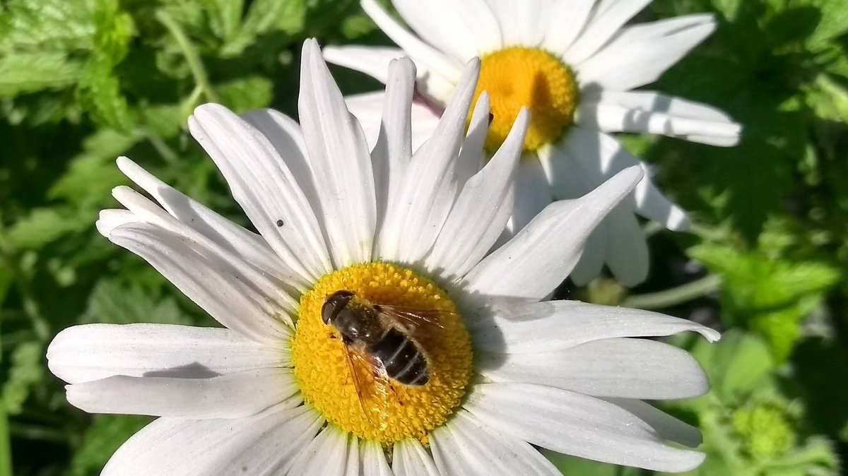 There's food for everyone in our garden @georgethemartyr  #SE1 #biodiversity #30DaysWild