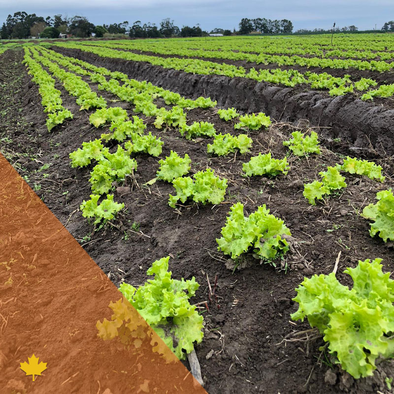 Maximizando la productividad de la mano de la bioestimulación💪

Agriful es un bioestimulante que incrementa la cantidad de pelos radiculares mejorando el estado nutricional del cultivo. Además, brinda un efecto antiestrés, mejora características del suelo y nutre la microbiota.