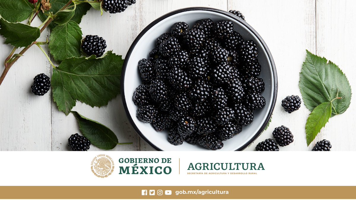 Agricultura_mex's tweet photo. Sabías que...

#México 🇲🇽 es el 1°productor mundial de #zarzamoras, uno de nuestros clientes principales es Arabia Saudita 🇸🇦.

#ElCampoOrgulloDeMéxico 
#ElCampoNoSeDetiene 
#HéroesDeLaAlimentación https://t.co/f4u9MBWUHR