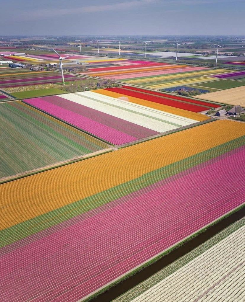 Amazing53519501's tweet photo. 📍Netherlands 🇳🇱

#Netherlands #Islamophobia #Macron #YouthOfMay #adventure #wonderful #amazingworld #beauty #europ #nature #PlanetEarth #vacationvibes #vacationspot #vacationdistnation #TravelTheWorld #Travel #travelpost #Gorgeous #PositiveVibes #positivity #fun #beautiful #wow https://t.co/SvSQynulq4