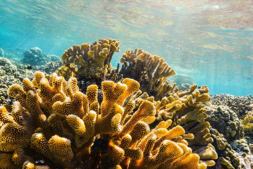 NASA's tweet photo. 🌊 🗺️ 🐟 The health of coral is vital to countless sea creatures who call it home. That’s why we’re partnering with the @LivingOceansFdn to expand efforts to map the world’s coral reefs to give us the best look beneath the waves we’ve ever had: https://t.co/wpSONpZ0wn https://t.co/2Sys4I4eZb