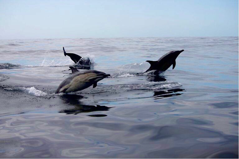 SpecialistSmallCraft tweet media