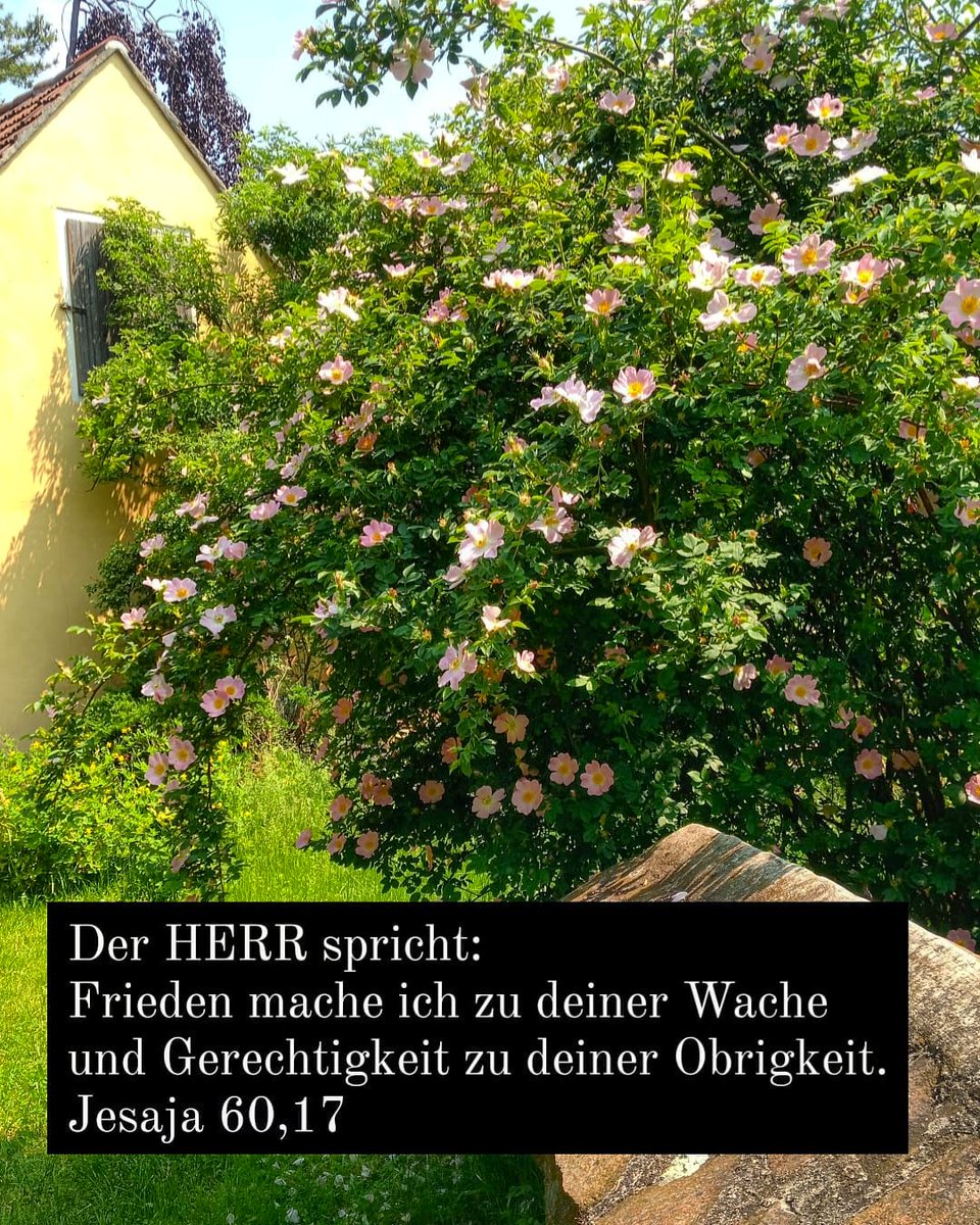 ImLeipziger's tweet photo. Die Gemeindekreise laufen wieder an. Das ist schön, doch bindet das auch wieder Zeit und Kraft. Deshalb heute "nur" der Gruß mit der Tageslosung.

Dafür lachten mich heute Mittag die Blüten der Heckenrosen im Pfarrgarten Steinbach an. https://t.co/DfkDbO0Kdu