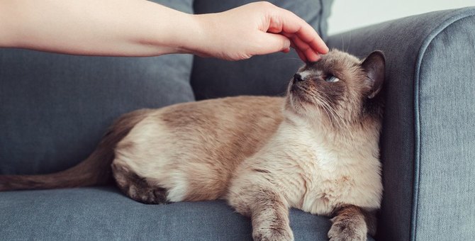 Five “provocative acts” of owners that stress cats.

1.surprise
2.Forcibly restraining or holding your cat
3.Pushy touching
4.It interferes with eating and sleeping.
5.Threatening the cat’s territory