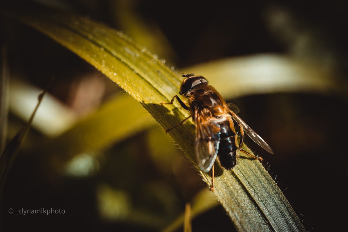 dynamikphoto's tweet photo. Some macro captures from my recent wandering.. it’s #amazing to see what the eye cannot 🙏🏼

#macrophotography #wildlife #nature #wildlifephotography #sigma105 #nikond750 #outdoors #art https://t.co/7VM2Yvm6WF