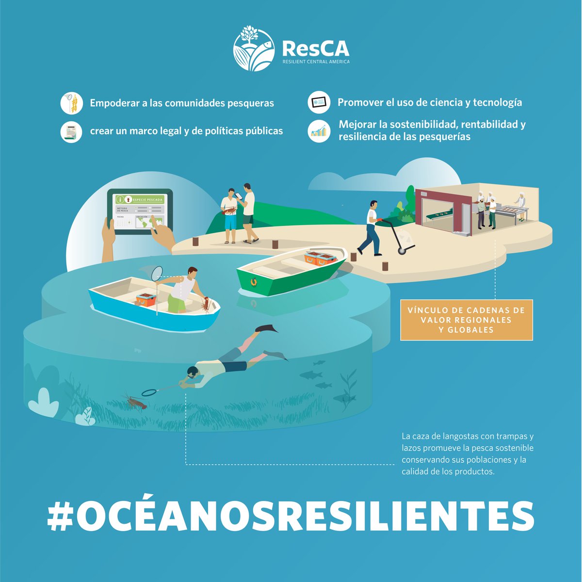 TNC junto con la Cooperativa Nacional de Pescadores y <a href="/FutureofFish/">Future of Fish</a>, están implementando prácticas para la pesca sostenible de la langosta y el caracol rosado en Belice con el objetivo de mantener la vida y sustento de los #OcéanosResilientes. #DiaMundialdelosOceanos #SomosResCA