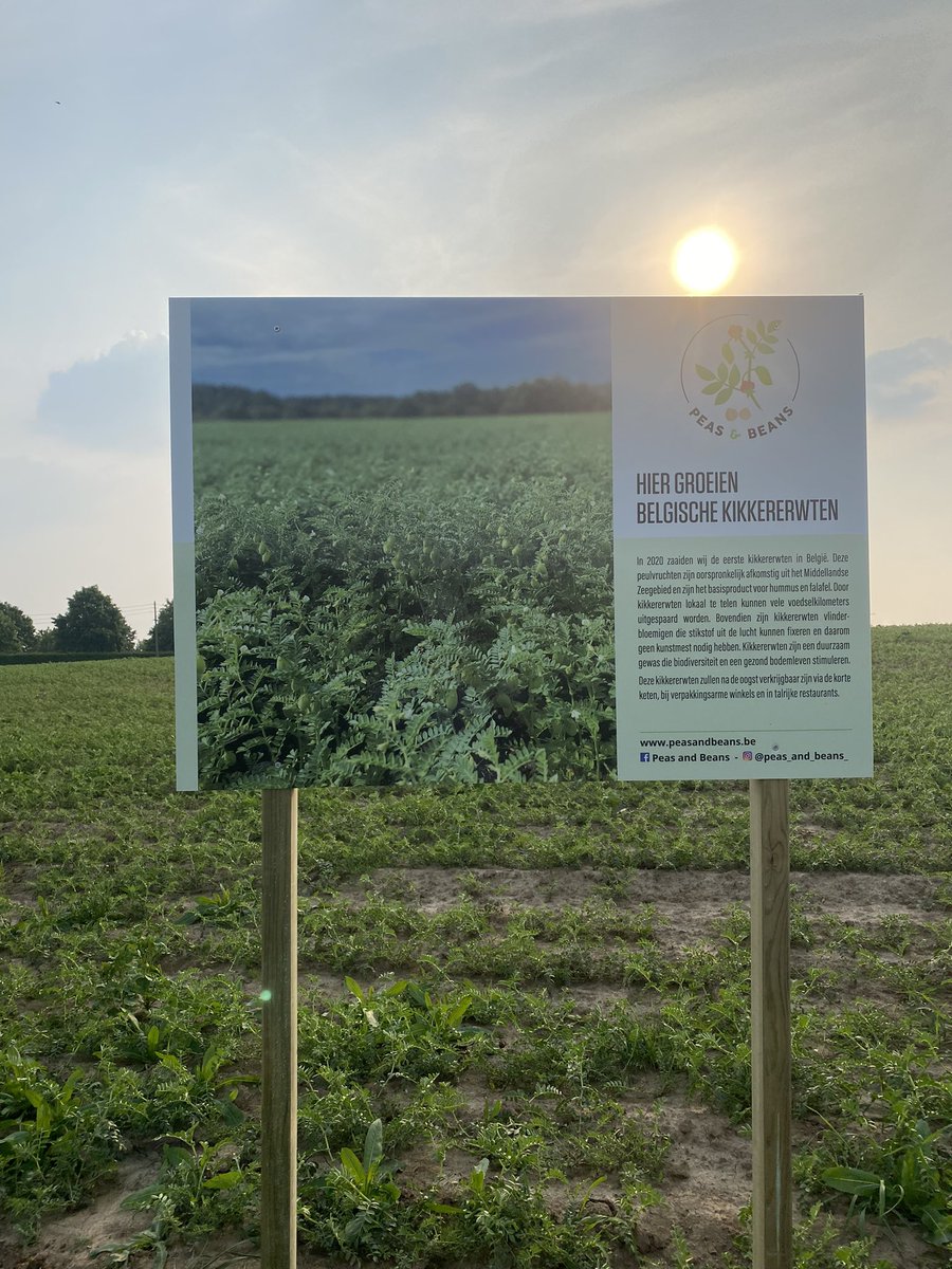 Wat groeit daar? Belgische kikkererwten! De kloof tussen boer en burger verkleinen, begint bij het uitleggen waar we mee bezig zijn en trots voor onze producten. Altijd welkom in Zwalm om een kijkje te nemen! #akkertweet #oogst2021 #boerbewust #lokaalvoedsel #duurzaam #plant