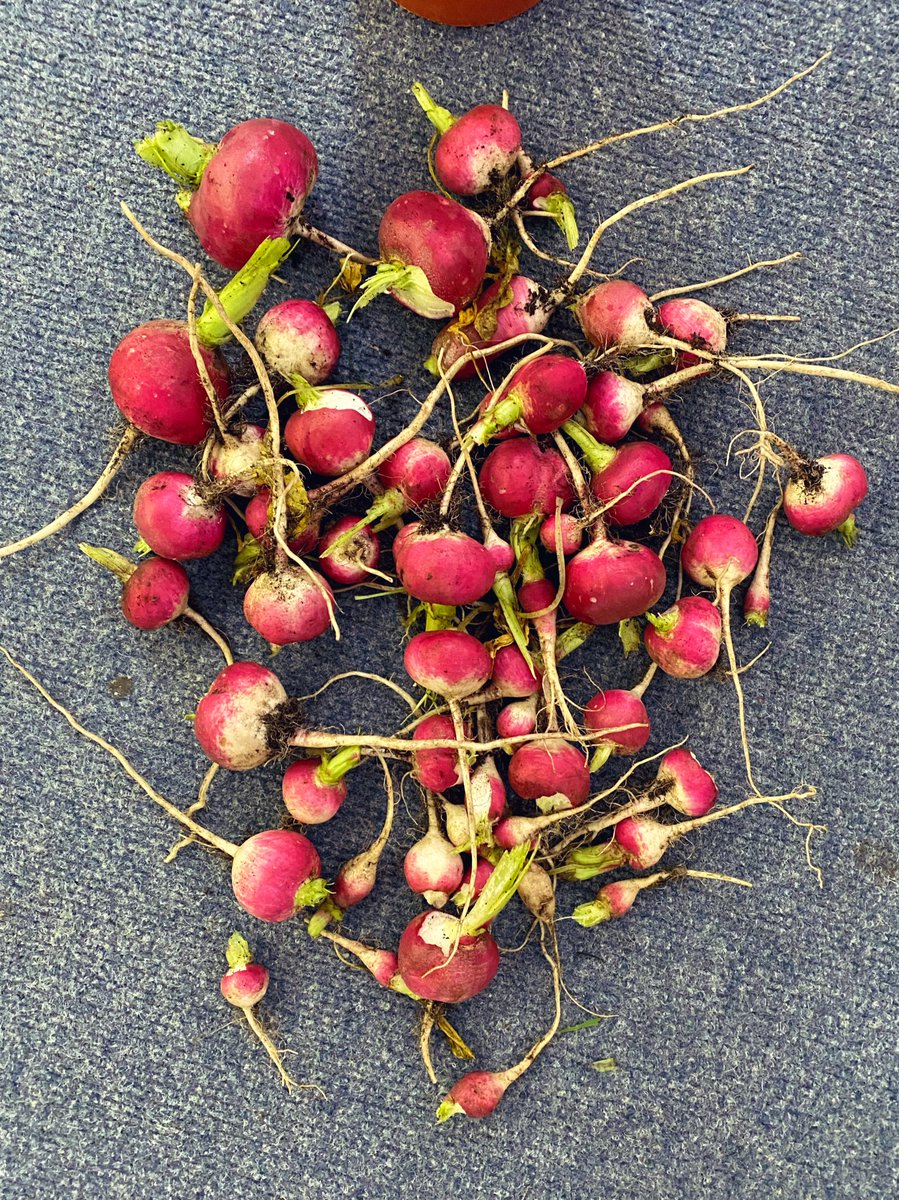 pinemartenclass's tweet photo. Well Pine Martens, aren’t we fantastic at growing radishes?! https://t.co/7l2dk1oA8U