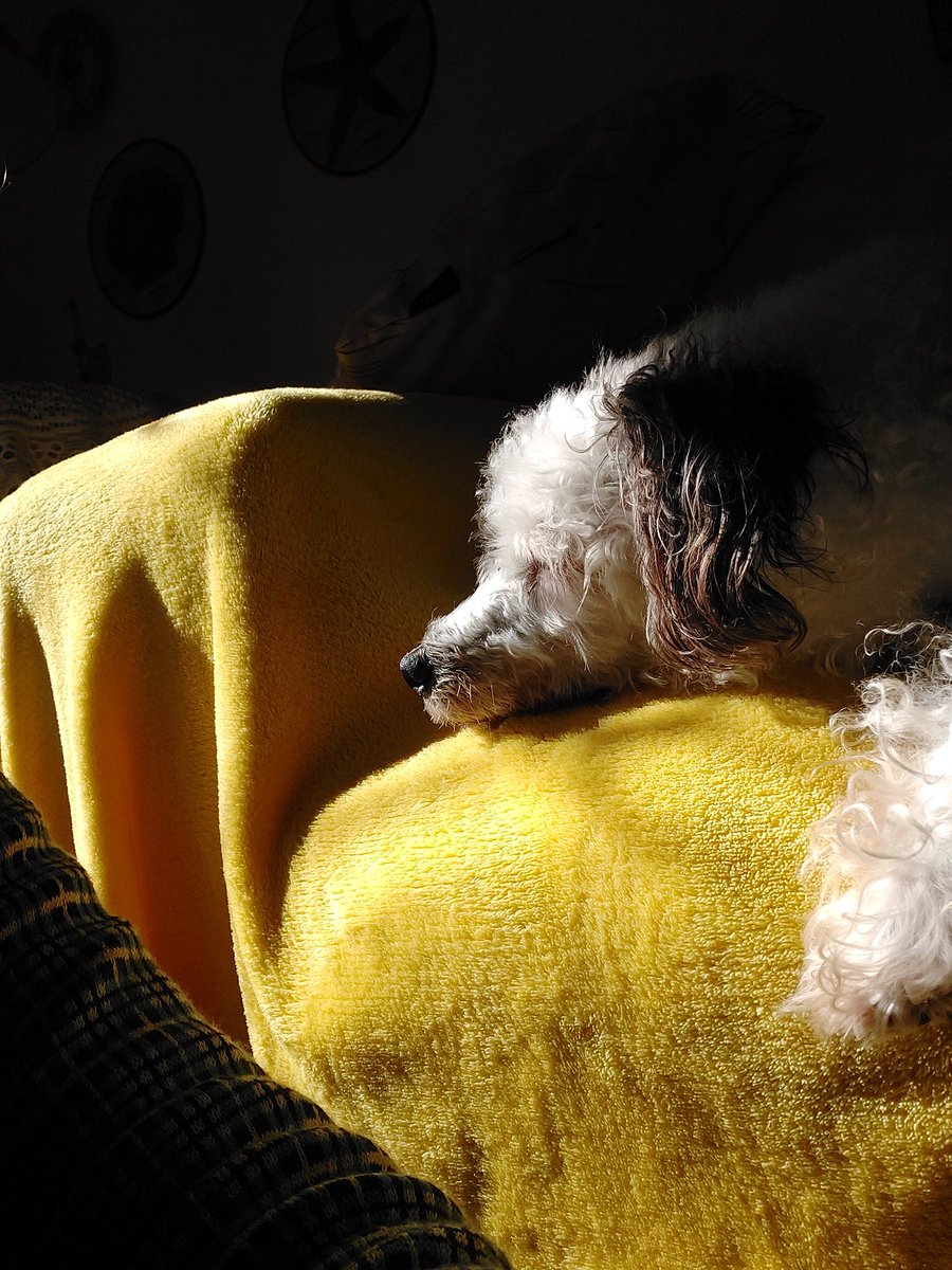 𝐴 𝑊𝑒𝑛𝑑𝑦 𝑑𝑒 𝑃𝑒𝑡𝑒𝑟 𝑃𝑎𝑛 📖 tweet media