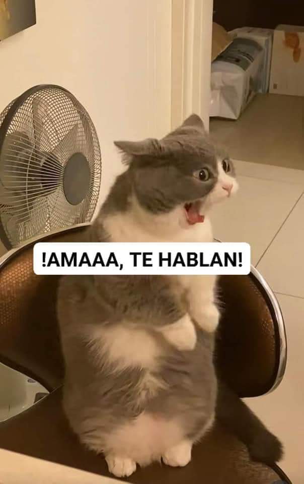 gatitos_qctd's tweet photo. https://t.co/p9edCK3T3e